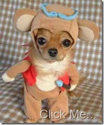 cutest-dog-costume