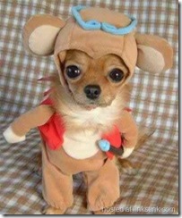 cutest-dog-costume