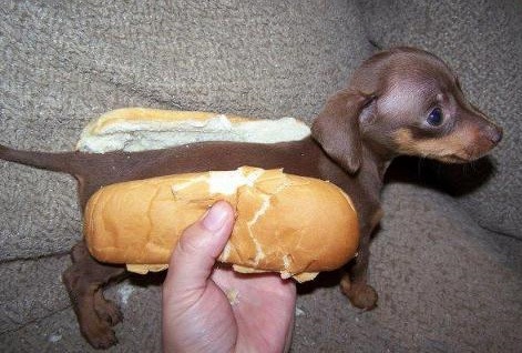 weiner-dog